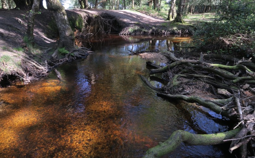 Saturday Beside the&nbsp;Stream