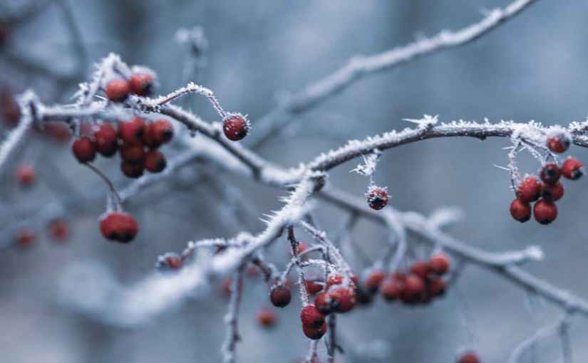 Frozen Berries