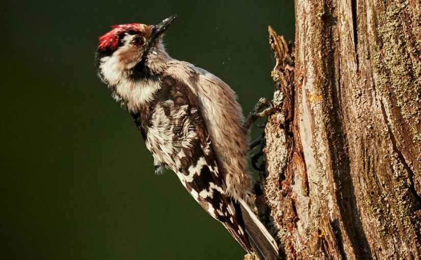 The Woodpecker Variations