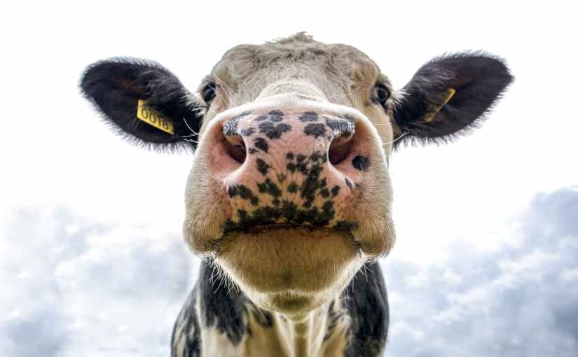 The County Show&nbsp;1