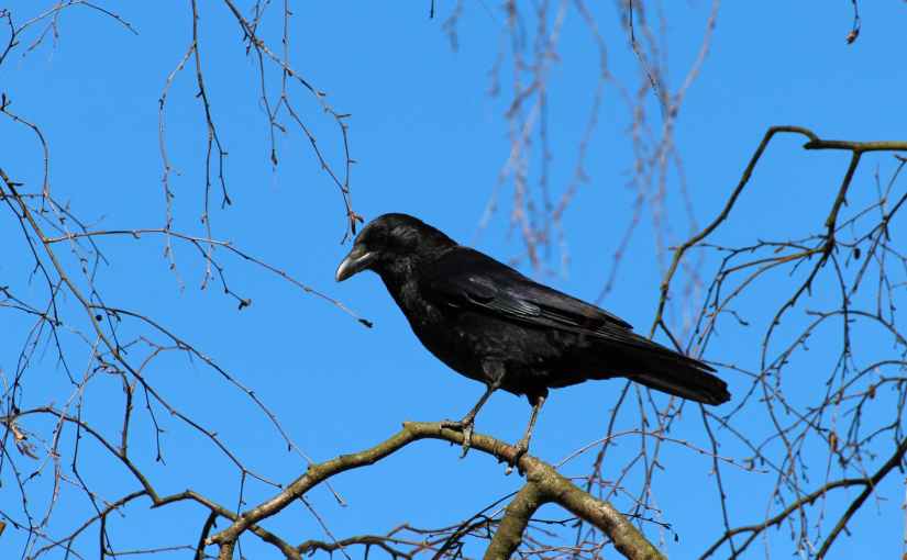 Crows in the&nbsp;Coppice