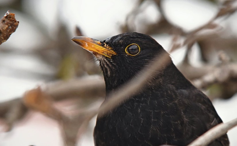 The Song of the&nbsp;Blackbird