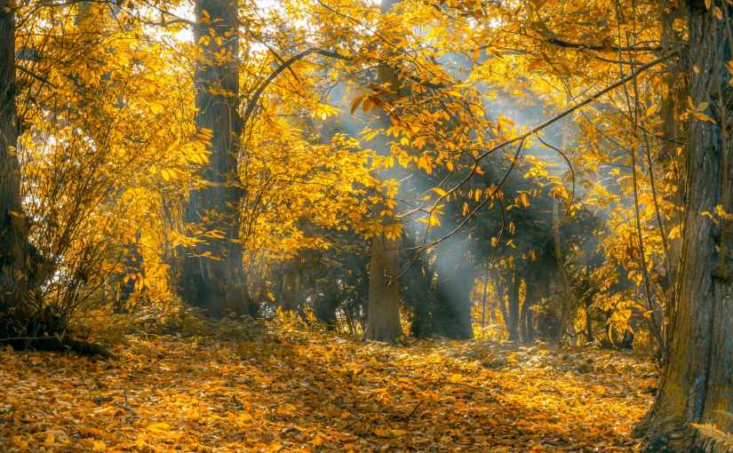 Gently Falling Leaves