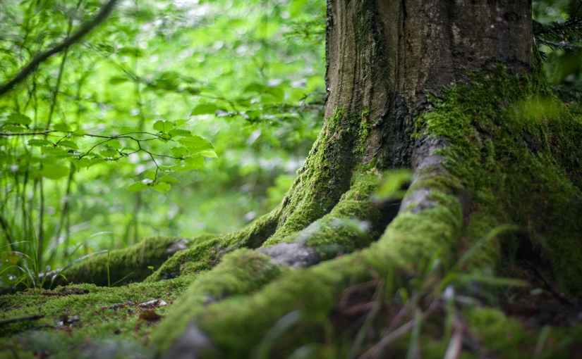 Painted with Sound: Listen to the Forest sound installation at New Forest Heritage Centre in&nbsp;Lyndhurst